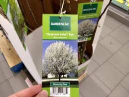 The kwanzan flowering cherry tree is easily the showiest of all cherry trees. Gardening With Aldi Aldi Reviewer