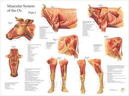 Femur definition function diagram amp facts britannica. Cow Anatomy Posters