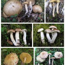 Image result for Suillus punctipes