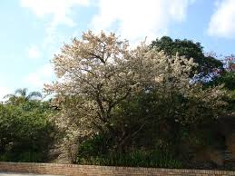 Image result for Cassinopsis ilicifolia