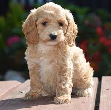 Hours may change under current circumstances Cockapoo For Sale In Alabama 24 Petzlover
