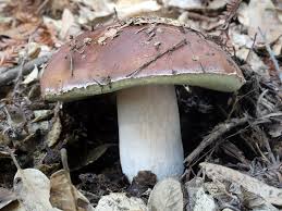 Queen Bolete Boletus Aereus B Regineus Edible Choice Boletus Aereus Is Another Prized Mushrooms In E Stuffed Mushrooms Edible Mushrooms Wild Mushrooms