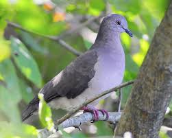 Black Bird With White Chest And White Tipped Tail White Tipped Dove Leptotila Verreauxi Colorful Birds Feral Pigeon Birds