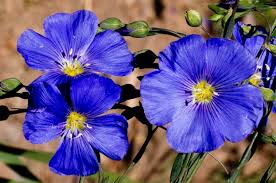 Image result for Limeum viscosum