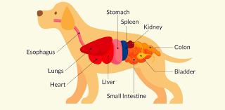 Are you a walking dog encyclopedia? Veterinary Anatomy Questions Trivia Quiz Proprofs Quiz