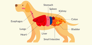 Sep 11, 2020 · recommend reading: Veterinary Anatomy Questions Trivia Quiz Proprofs Quiz