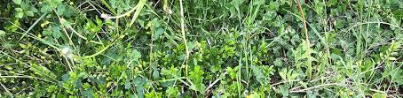 Um die unkräuter zwischen den fugen zu beseitigen Wie Bekampfe Ich Am Besten Unkraut In Meinem Garten Garten Ch