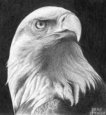 Bald Eagle Black And White Drawing Gallery For Eagle Head Drawing Eagle Drawing Bald Eagle Tattoos Bald Eagle