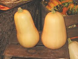 Image result for Cucurbita moschata