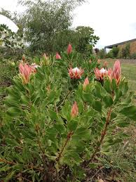 Proteaceae Protea Pink Crown Plant Protea Plant Australian Native Garden Plants