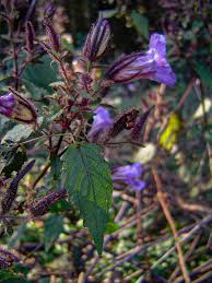 Image result for Mimulopsis