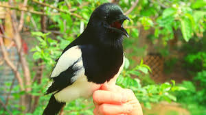 Like other members of their family, they are widely considered to be intelligent creatures. Why You Should Love The Much Maligned Magpie Howstuffworks