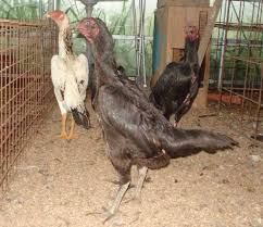 Sabung ayam online terpercaya memiliki keuntungan yaitu anda bisa mengisi waktu kosong anda jika anda bermain taruhan sabung ayam online ini , bukan hanya memperoleh kemenangan saja tapi. Ayam Saigon Betina Asli