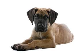 Learn how to potty train a puppy in 6 days for free. Miniature Great Dane Everything You Need To Know