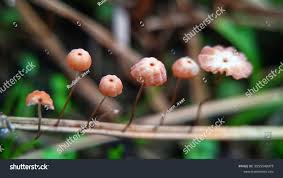 Image result for Marasmius sp.