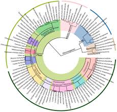 Image result for Oncinotis tenuiloba