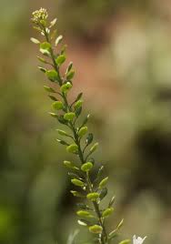 Image result for Lepidium bonariense