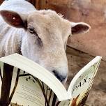 Storytime and Toddler Tour – June