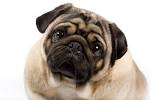 Pug Puppies For Sale - AKC PuppyFinder