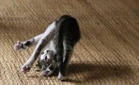 But, why do kittens seem so driven to chase their tails? Cat S Who Like Chasing Their Own Tail Video Cattime Dog Doing Yoga Cats Funny Dog Pictures