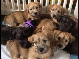 Jo Lynn Is An Akc Breeder Of Merit From Western Pennsylvania And Breeds Glen Of Imaal Terriers Akc Proudly Supports Puppies For Sale Glen Of Imaal Terrier Akc