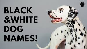 White Pet Names 42 Top Cute Best Ideas Names Youtube