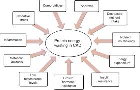 protein energy wasting an overview