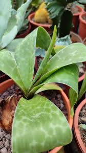 Image result for Ledebouria cooperi