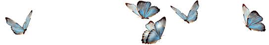 Download Tiny Butterfly Png Free Tiny Butterfly Png Transparent Images 9855 Pngio PSD Mockup Templates