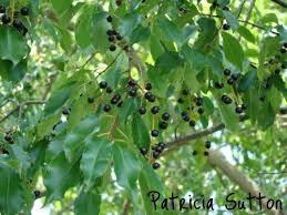 Apricots grow best in full sun and in soil that drains well. Plant This Not That New Jersey Natives Edition Black Cherry Tree Black Cherry Fruit Trees