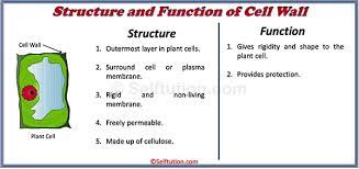 We did not find results for: Structure Of Generalized Cell Plant And Animal Selftution
