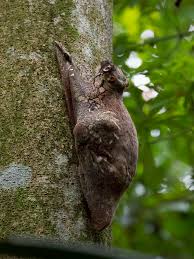 I am glad to have seen a mother colugo spending some quality t. Malayan Flying Lemur Malayan Colugo With Baby Btnr A Photo On Flickriver