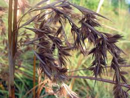 Image result for Themeda