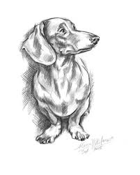 Weenie dog svg, weenie dog cut file, dachshund dxf, dachshund instant download, dachshund png, cut file cricut file silhouette file. Dog Dachshund Portrait Doxie 4 Instant Download Printable Artwork Black And White Art Digita Dachshund Drawing Dachshund Art Dachshund Painting
