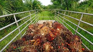 In case the market sentiments goes weak, the cash. Reducing The Environmental Impact Of Palm Oil Production News The Chemical Engineer