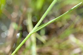 Image result for Fuirena ciliaris