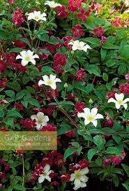If you bought it from wayside gardens, our website or catalog. Clematis Huldine A Stock Photo By Howard Rice Image 0178030