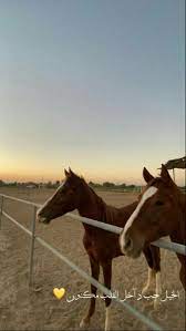 pin by 𐂃 on خيل in 2021 cute horse pictures horses beautiful photography nature