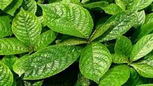 Khasiat daun keji beling bisa untuk antioksidan, artinya daun ini memiliki kemampuan untuk menangkal radikal bebas. Kandungan Dan Manfaat Daun Pecah Beling Bagi Kesehatan Tubuh Youtube