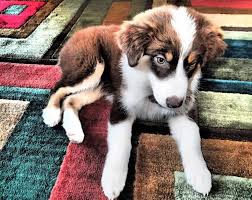 Hope you like our puppies compilation, can we hit 1k likes on this video? Australian Shepherd Husky Mix Info Pictures Puppies Traits Doggie Designer