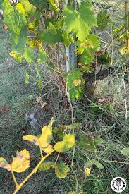 Image result for peronospora grapevine