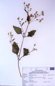 Image result for Acmella