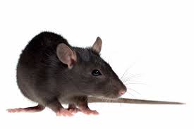 It is appreciated that when your. Bay Area Pest Control Ants Mice Rats Cockroaches