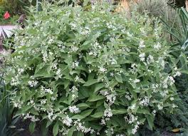 Image result for Cynanchum