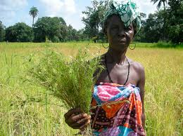 Image result for Rhamphicarpa brevipedicellata