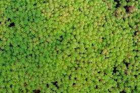 Maybe you would like to learn more about one of these? 14 Hardy Ground Cover Plants For Pavers And Stepping Stones