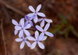 Image result for Pentanisia sykesii