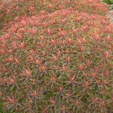 Image result for Euphorbia ugandensis