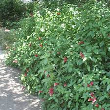 Shrimp Plant Garden Style San Antonio Plants Garden Styles Asparagus Fern