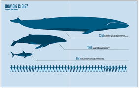Maui whale watching guide humpback whales in hawaii. Who Would Win A Fight Between A Blue Whale And A Great White Shark Quora